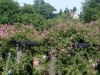 Der Rosengarten, Park Rosenhöhe, Darmstadt
