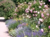 Lavendel und Rosen, prima Partner im Rosengarten, Park Rosenhöhe, Darmstadt
