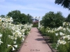 Weg zum Rosendom mit Lilien. Der Rosengarten, Park Rosenhöhe, Darmstadt