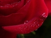picture-0013.jpg