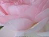 picture-0019.jpg