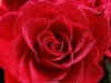 picture-0020.jpg