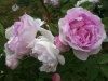  Duchesse d’Angoulême’