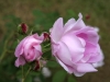  Duchesse d’Angoulême’