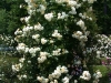 'Ghislaine de Feligonde'