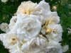 'Ghislaine de Feligonde'