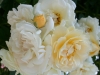 'Ghislaine de Feligonde', Turbat
