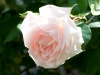 New Dawn®, Henry Dreer, USA, Somerset Nursery 1930 New Dawn®